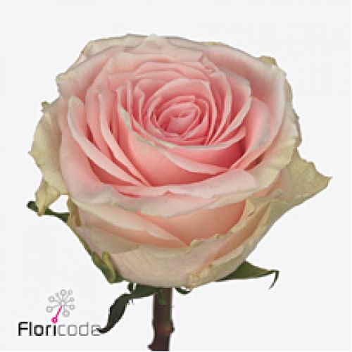 Rosa duchesse
