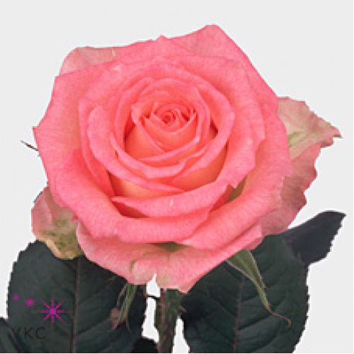 Rosa duet