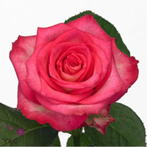 Rosa ensemble