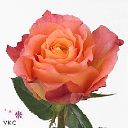 Rosa free spirit