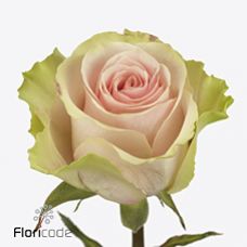 Rosa frutteto