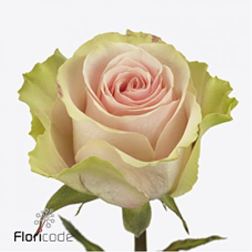Rosa frutteto