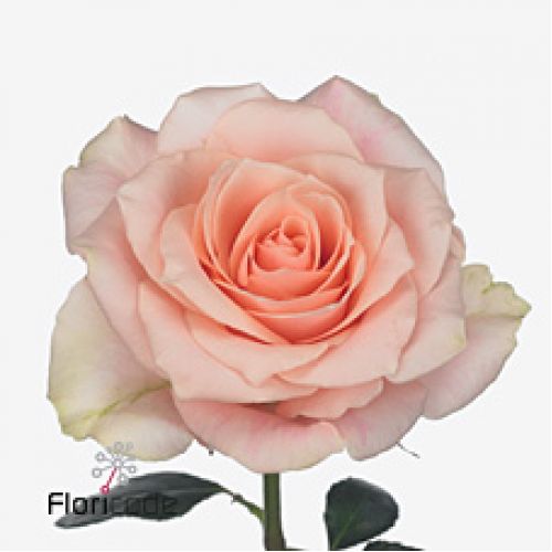 Rosa harmony in peach