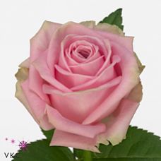 Rosa heidi