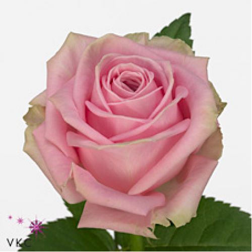 Rosa heidi