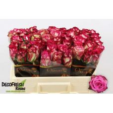 Rosa imagination