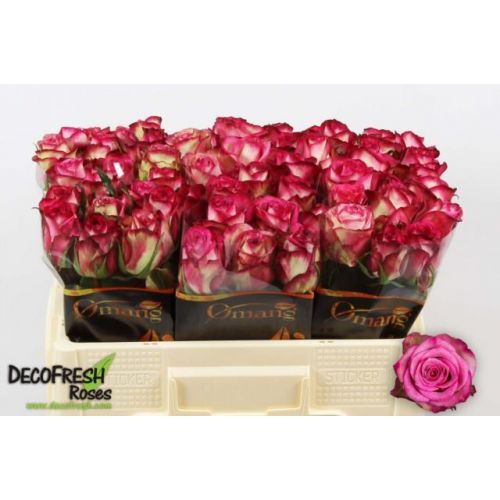 Rosa imagination