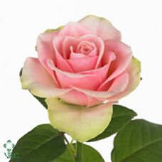 Rosa la belle