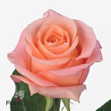 Rosa lady margareth