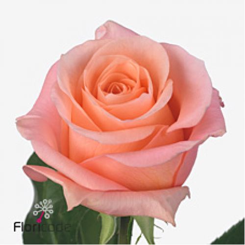 Rosa lady margareth