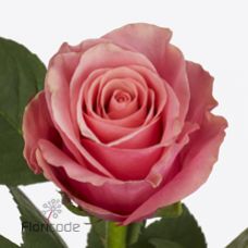 Rosa light pink tacazzi