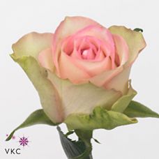 Rosa lovely jewel