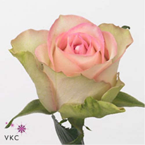 Rosa lovely jewel