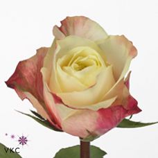 Rosa marosa