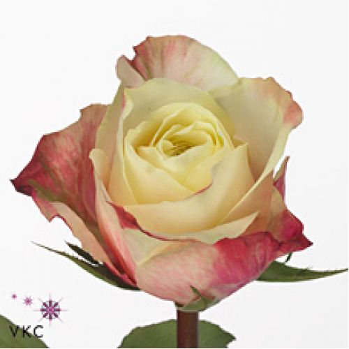 Rosa marosa