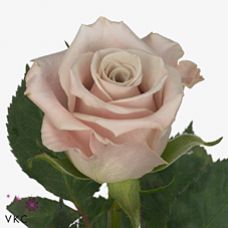 Rosa menta