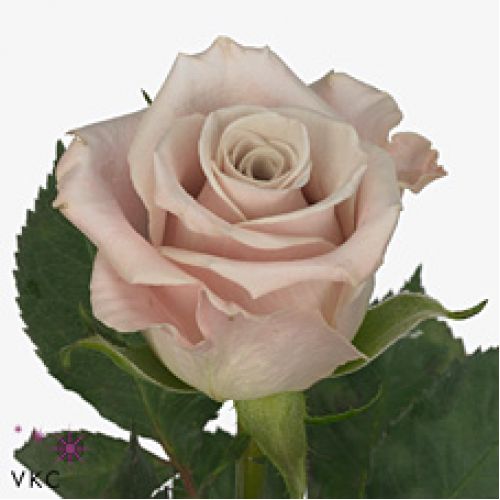 Rosa menta
