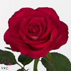 Rosa nicoletta
