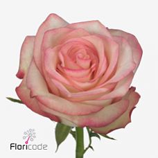 Rosa paloma