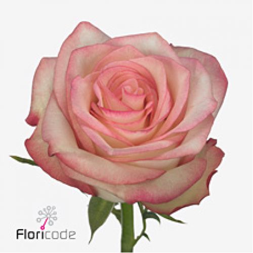 Rosa paloma