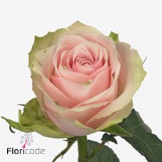 Rosa rosapink athena