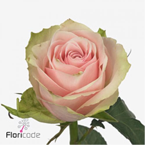 Rosa Rosapink athena