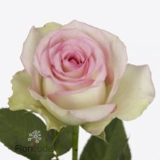 Rosa pink journey