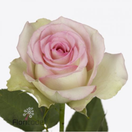 Rosa pink journey