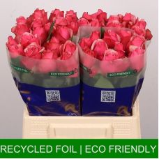 Rosa pink paloma