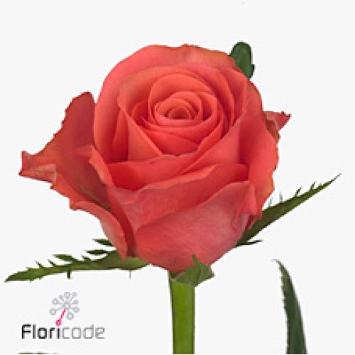 Rosa pink tacazzi