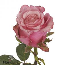 Rosa ramondo