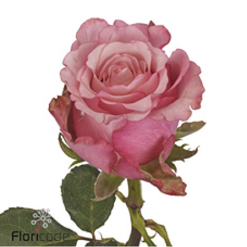 Rosa ramondo