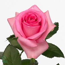 Rosa revival