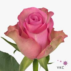 Rosa royal jewel