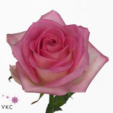 Rosa sorbet avalanche
