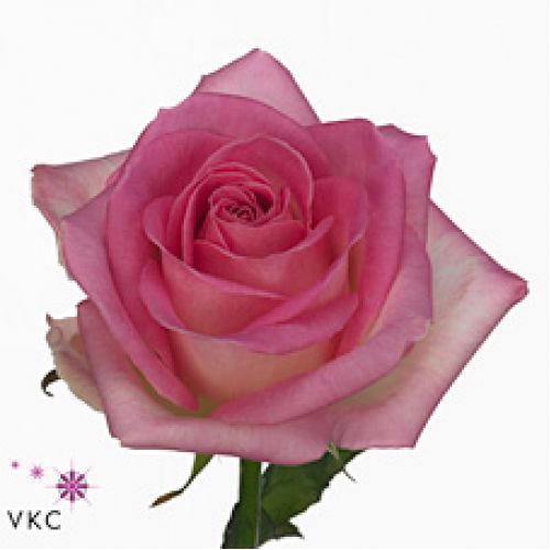 Rosa sorbet avalanche