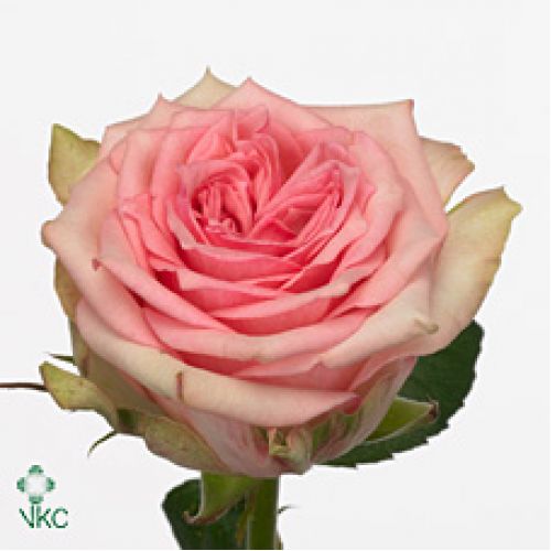 Rosa sudoku