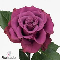 Rosa ascot