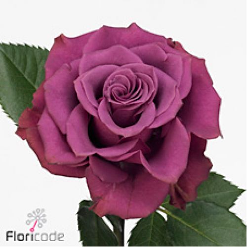 Rosa ascot
