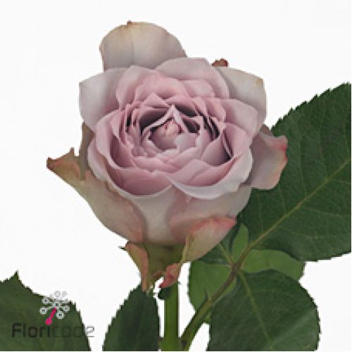 Rosa dancing clouds