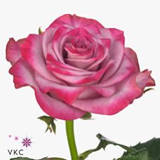 Rosa deep purple