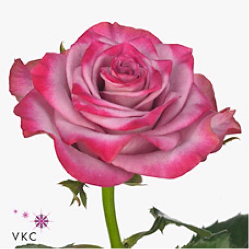 Rosa deep purple