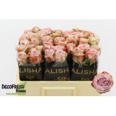 Rosa lilac wonder