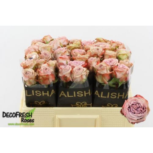 Rosa lilac wonder