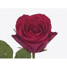 Rosa madam cerise