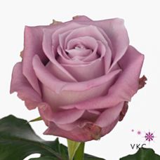 Rosa maritim