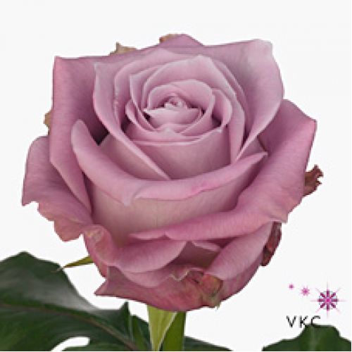 Rosa maritim