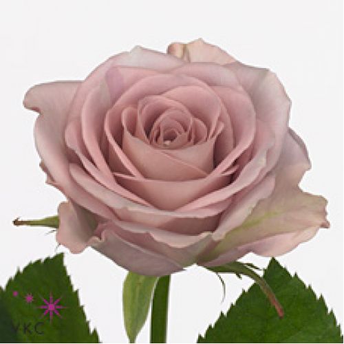 Rosa memory lane