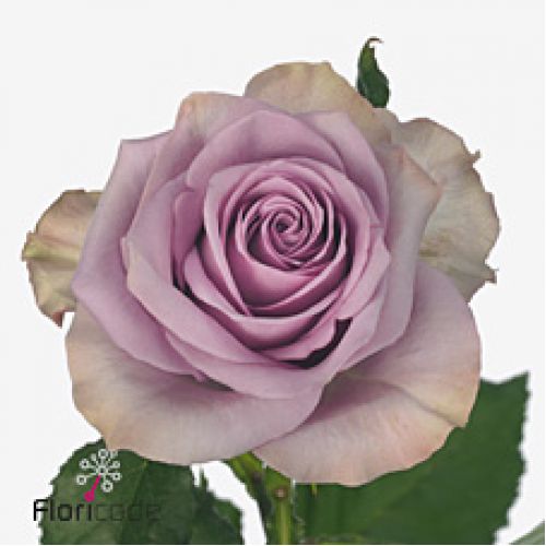 Rosa nightingale