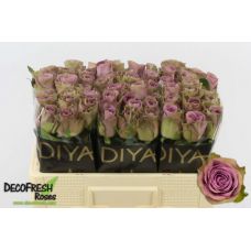 Rosa tiara
